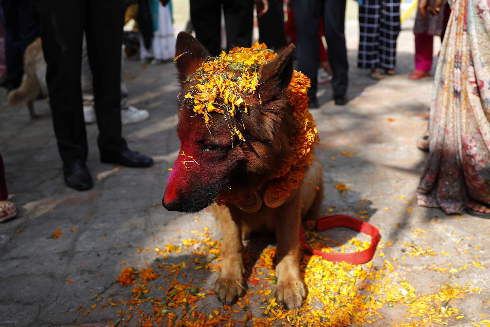 kukur tihar (5).jpg